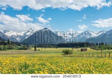 Yellow Flower Meadow With Snow Covered Mountains And Traditional Wooden Barns. Bavaria, Alps, Allgau
