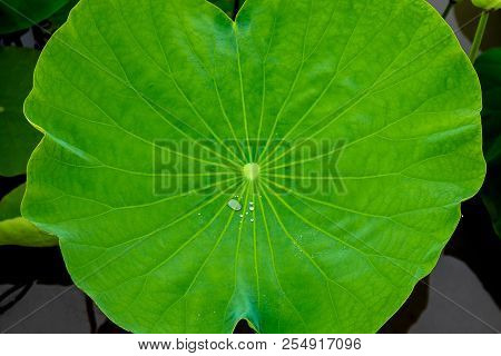 Closeup, Green Leaf Lotus, Rian Drop Water On Leave For Texture And Background
