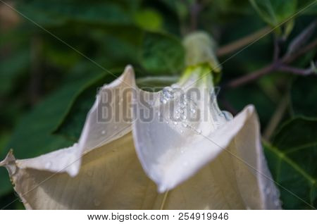 Devil's Trumpet, Datura Metel, In The Garden, Close Up.