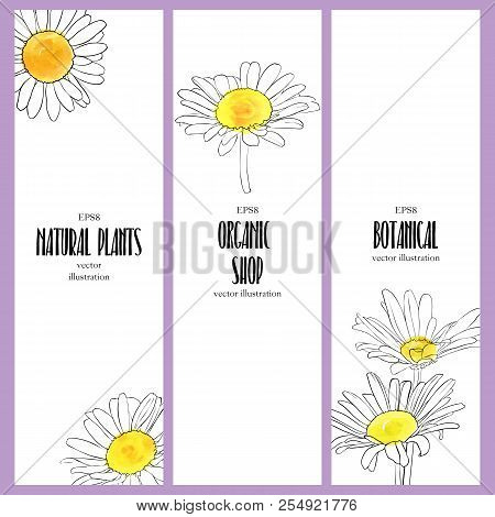 Vector Design Template With Flowers Of Daisy , Floral Wedding Invitation, Thank You Card Or Flyer