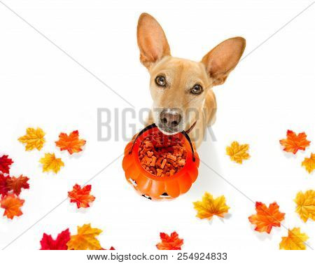 Chihuahua Dog Ghost For Halloween ,  Scary And Spooky Looking Up To Owner , For Trick Or Treat With 