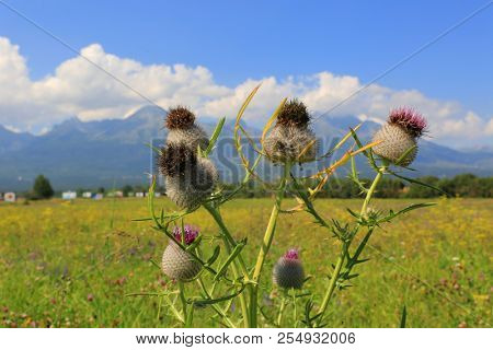 burr palnt on summer meadow in mountains
