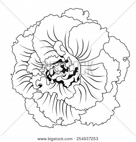 Begonia  Tuberhybrida Blossoms. Coloring Book. Stock Illustration. Isolated Image On White Backgroun