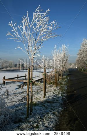 Wintertree