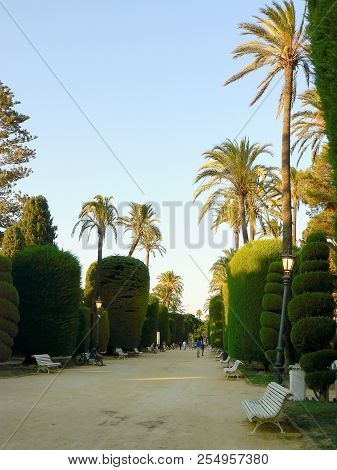 Palm Trees In The Garden Of Alameda Apodaca In Cádiz Capital, Andalusia. Spain. Europe.