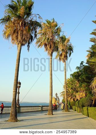 Palm Trees In The Garden Of Alameda Apodaca In Cádiz Capital, Andalusia. Spain. Europe.