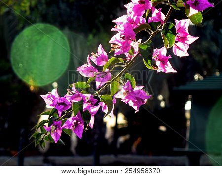 Flowers With Pink Leaves On The Branch Of A Tree In The Park Garden