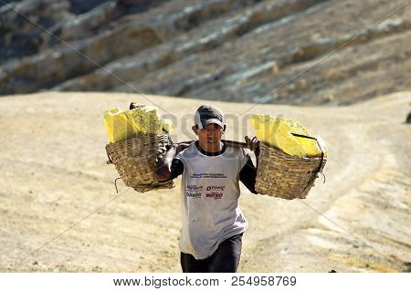 Kawah Ijen, Indonesia - November 10,2012 : Tired Young Worker Carries Sulfurfrom Ijen Crater In Ijen