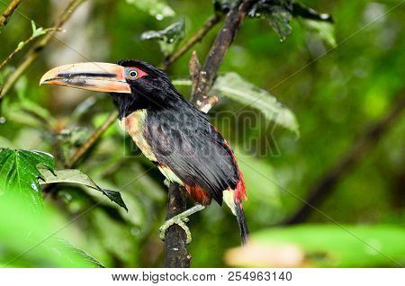 Black Toucan In Green Tree With Bokeh Background