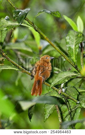 Small Brown Bird Posing In A Tree With Loads Of Green Leaves As A Background