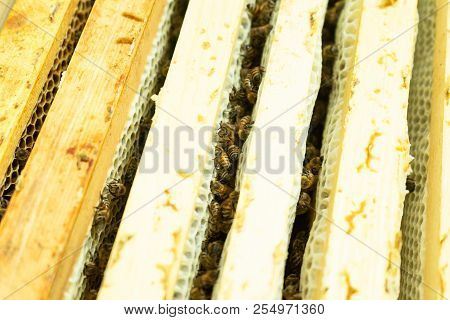 Close Up Of Bees On Wooden Frames Of Hive In Apiary.