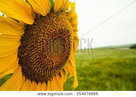 Prettiest Sunflowers Field With Cloudy Blue Sky. Closeup Of Sunflower On Farm. Agricultural Landscap