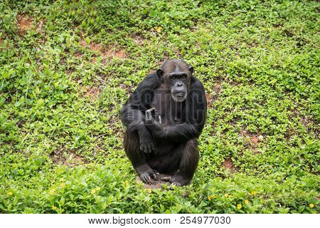 Chimpanzee Mokey Sit On Stump Tree With Grass In Jungle