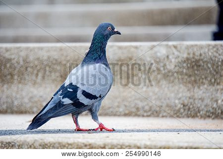 Red Eyes And Feet Indomalaya Pigeon Or Dove Standing On The Stone Stairs