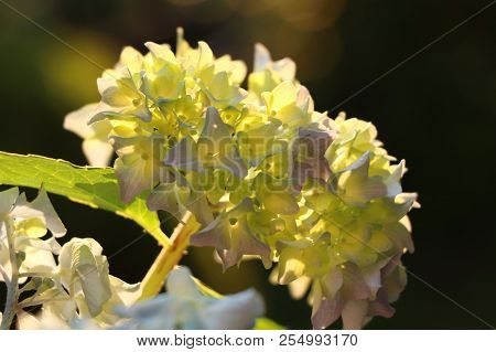 A Yellow And Purple Bloom Of Bigleaf Hydrangea, Hydrangea Macrophylla, On Our Garden. Golden Hour An