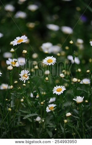 Chamomiles