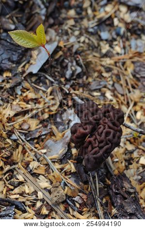 Gyromitra Mushroom