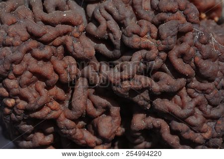 Gyromitra Mushroom