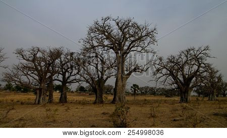 Landscape With Grove Of Baobab Trees At Sunset Near Tchamba, Cameroon