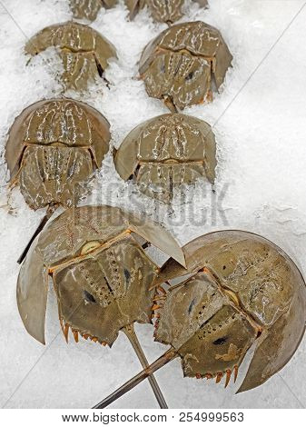 Closeup Shell Of Horseshoe Crab On Ice