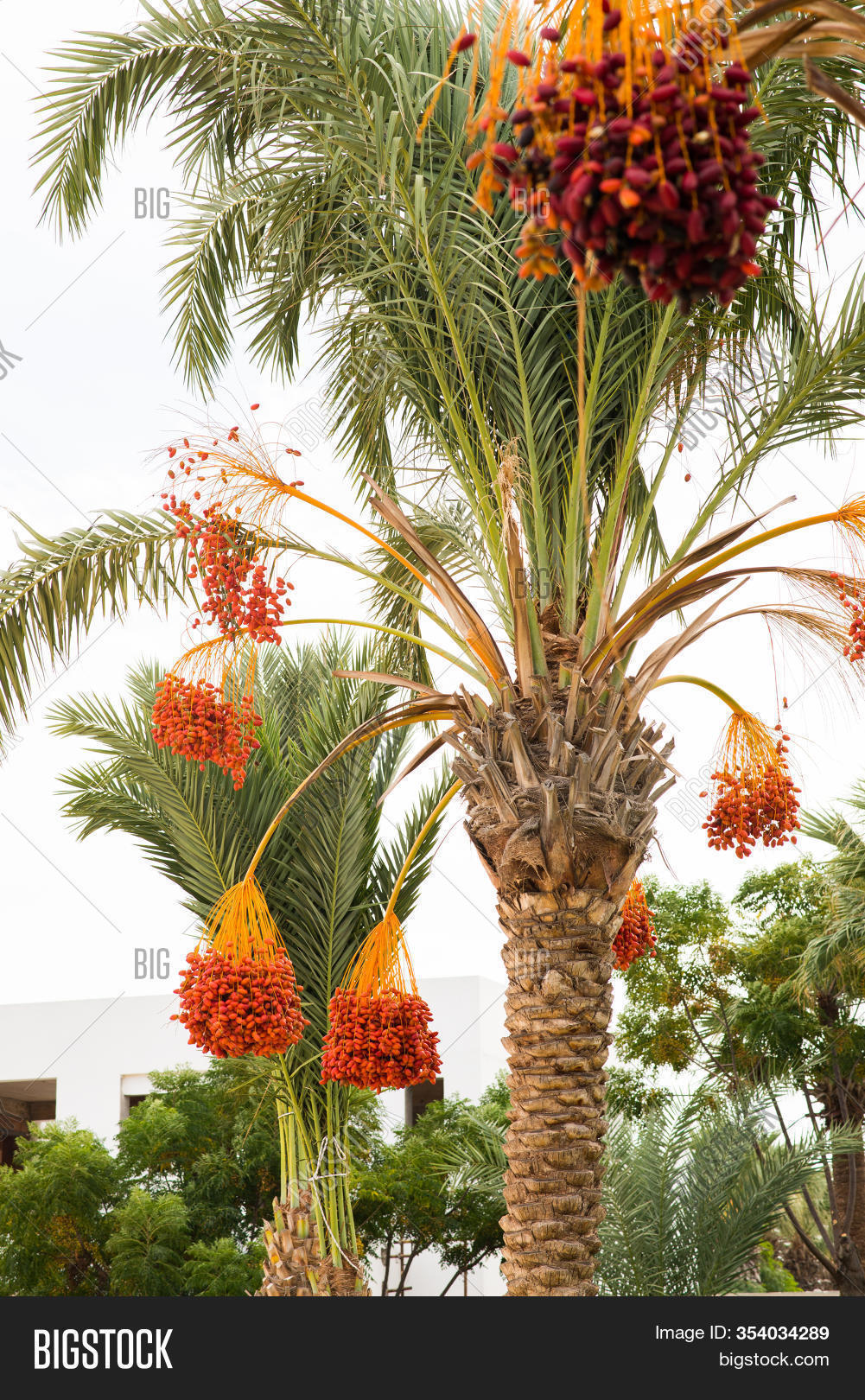Date Palm Branches Image & Photo (Free Trial) Bigstock