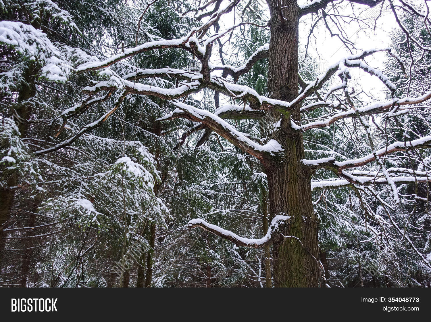 Dry Tree Winter Image & Photo (Free Trial) Bigstock