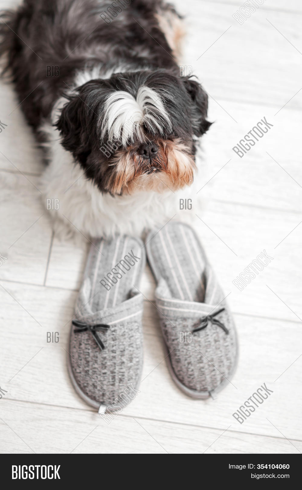 havanese slipper