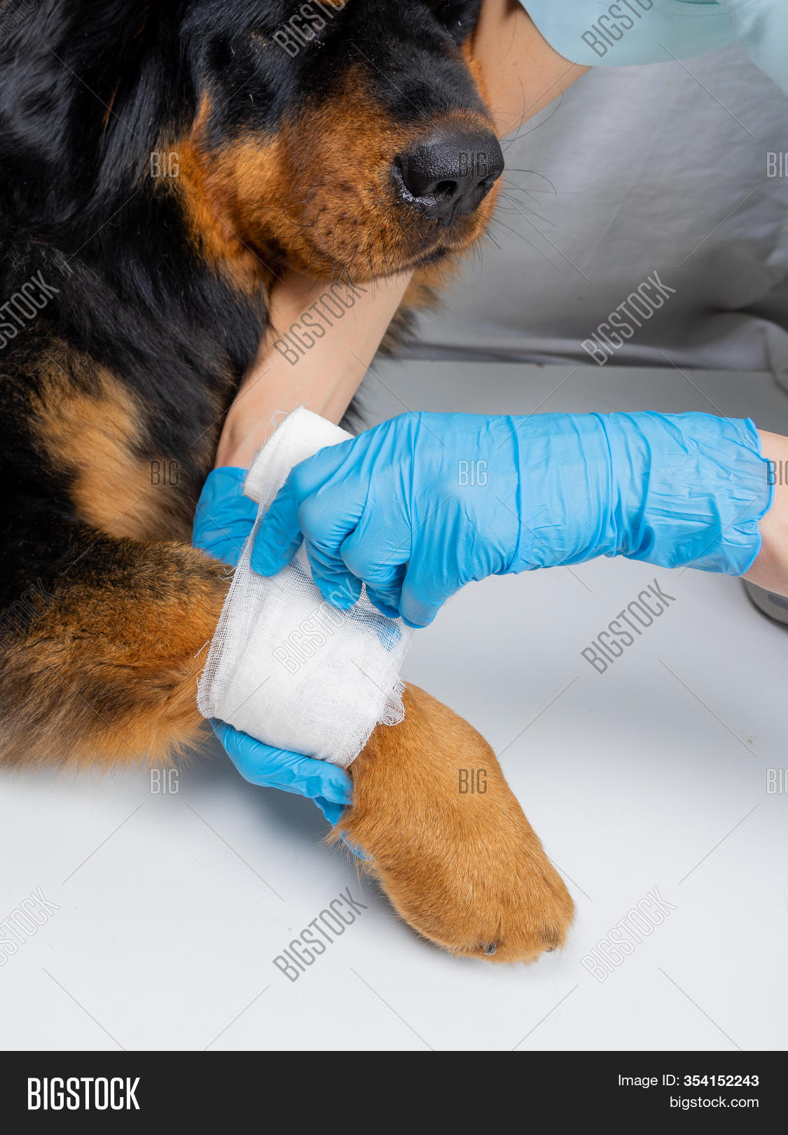 Vet Bandages Wound On Image & Photo (Free Trial) Bigstock