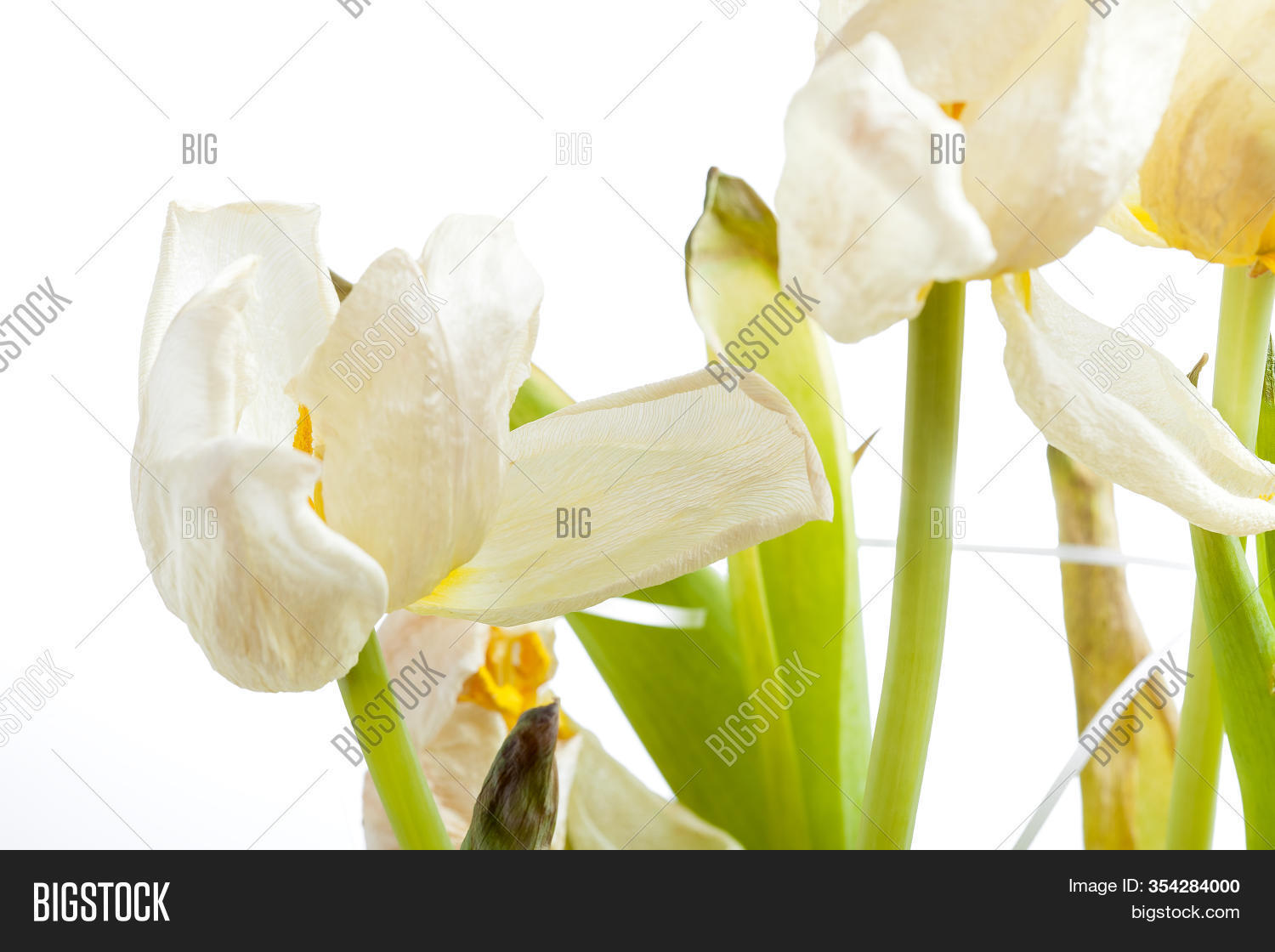 Buds Wilted Tulip, Image & Photo (Free Trial) Bigstock