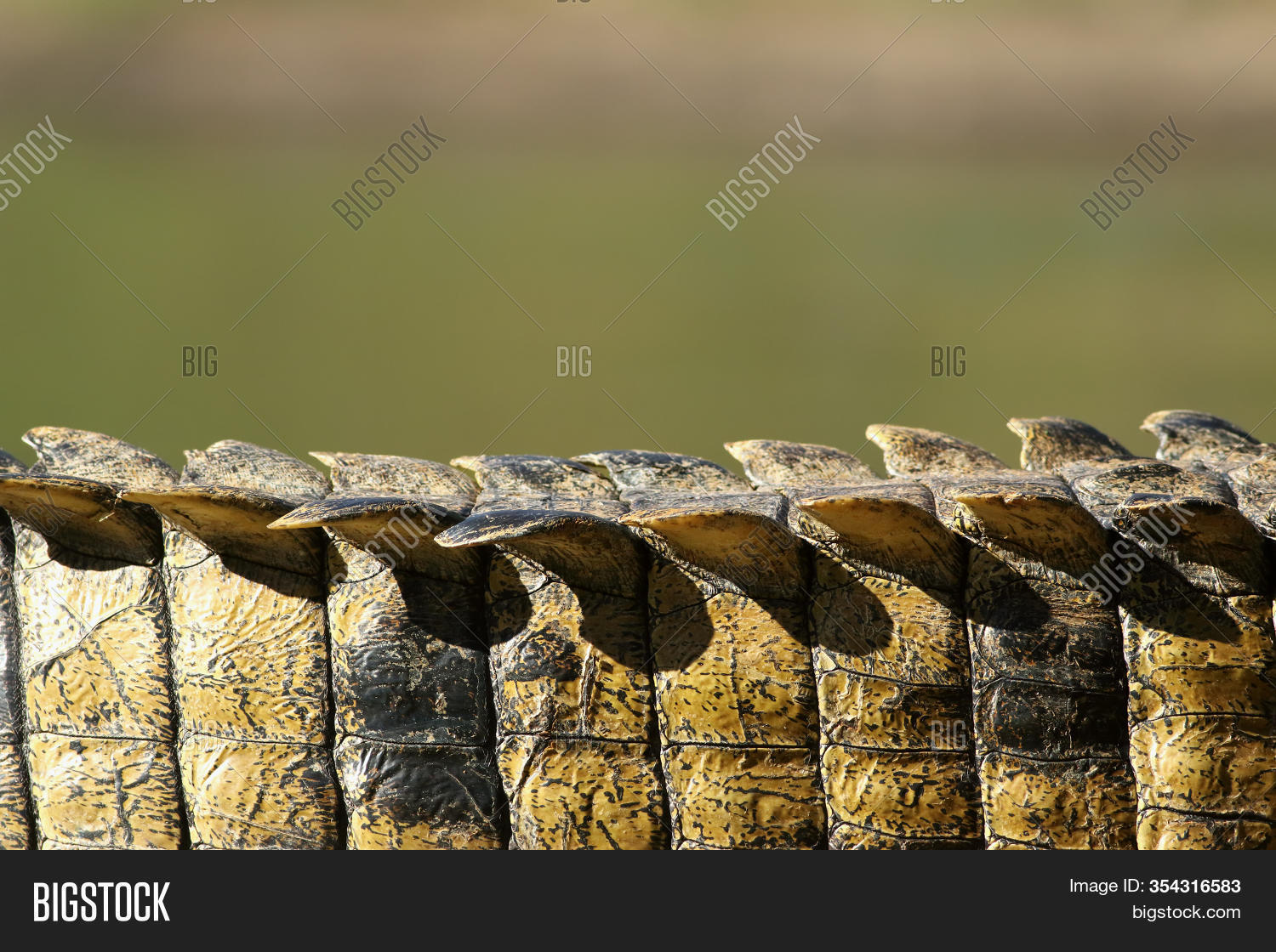 Scales Tail Nile Image & Photo (Free Trial) Bigstock