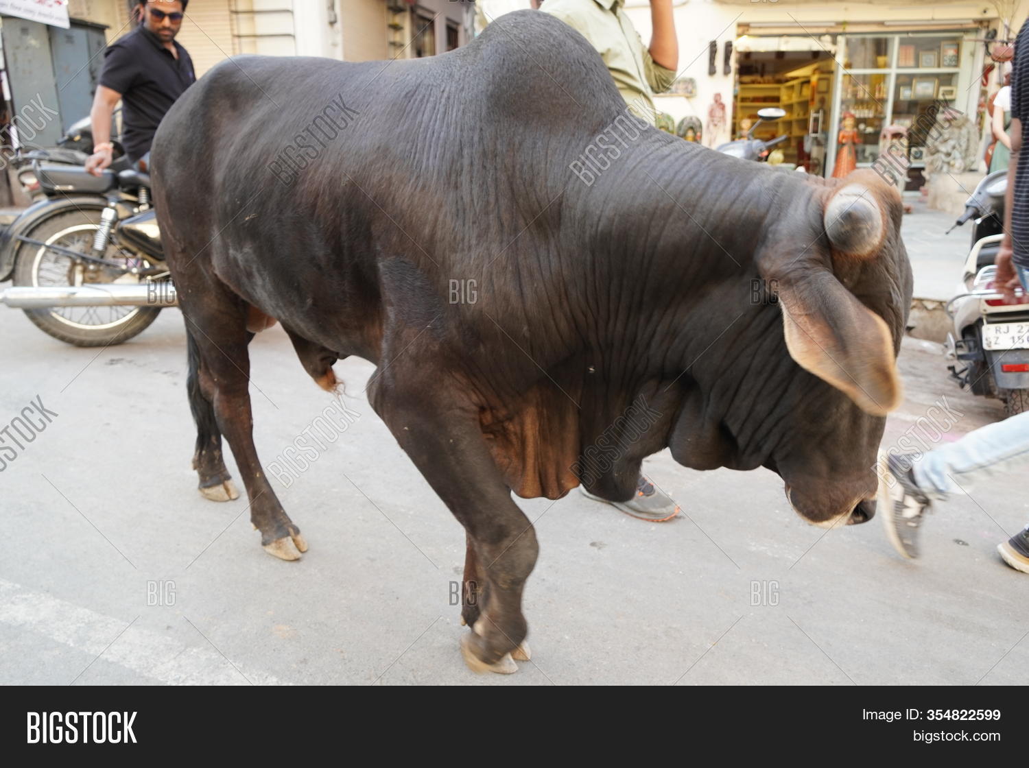 Black Bull Walking Image Photo Free Trial Bigstock