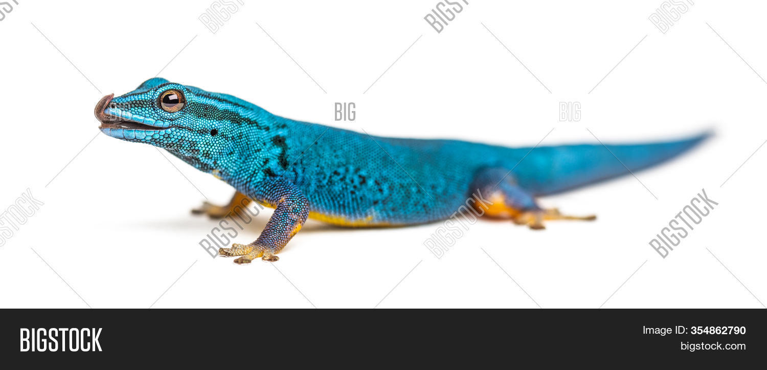 Electric Blue Gecko Image & Photo (Free Trial) Bigstock