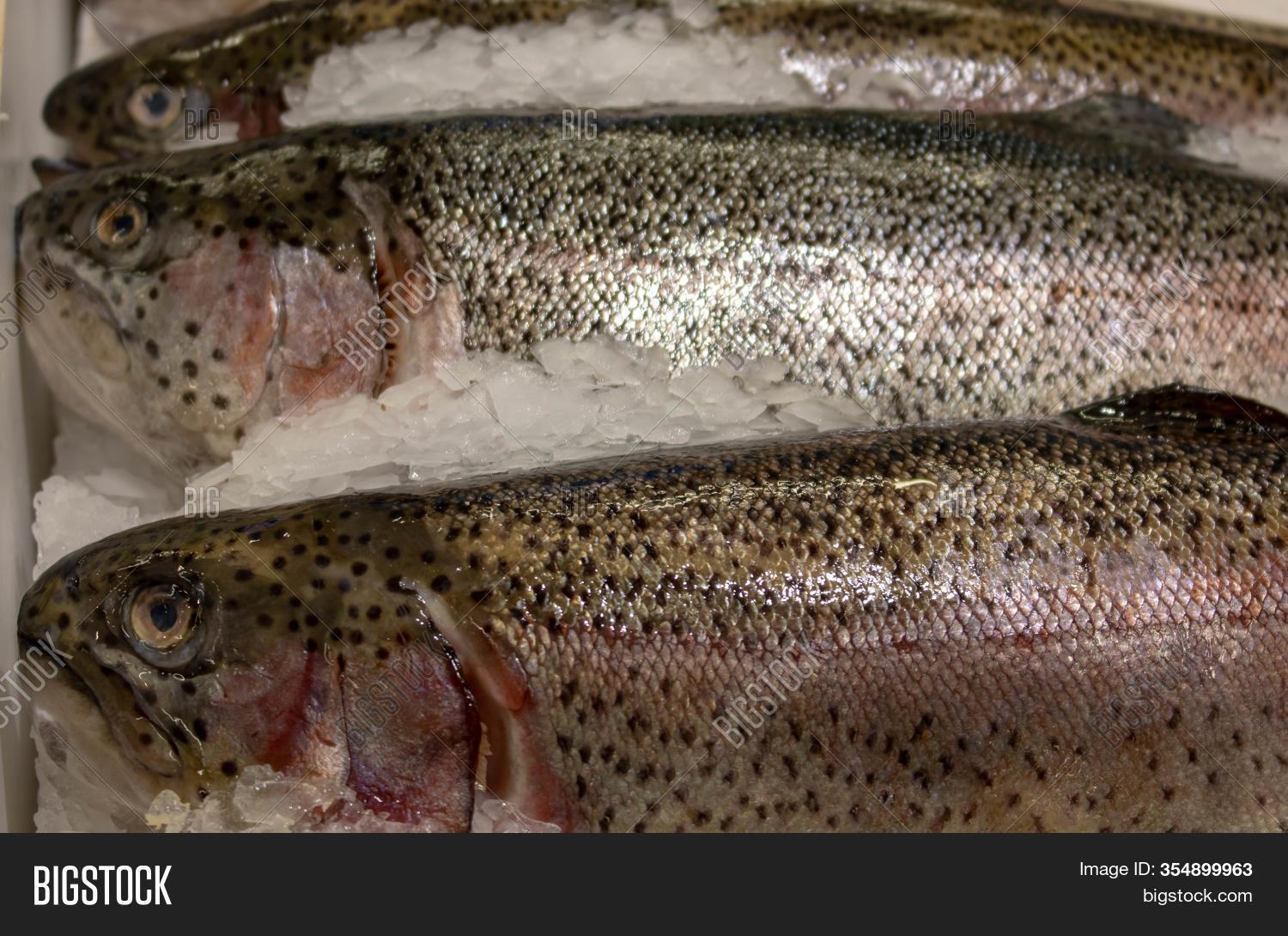 Frozen Rainbow Trout Image & Photo (Free Trial) Bigstock