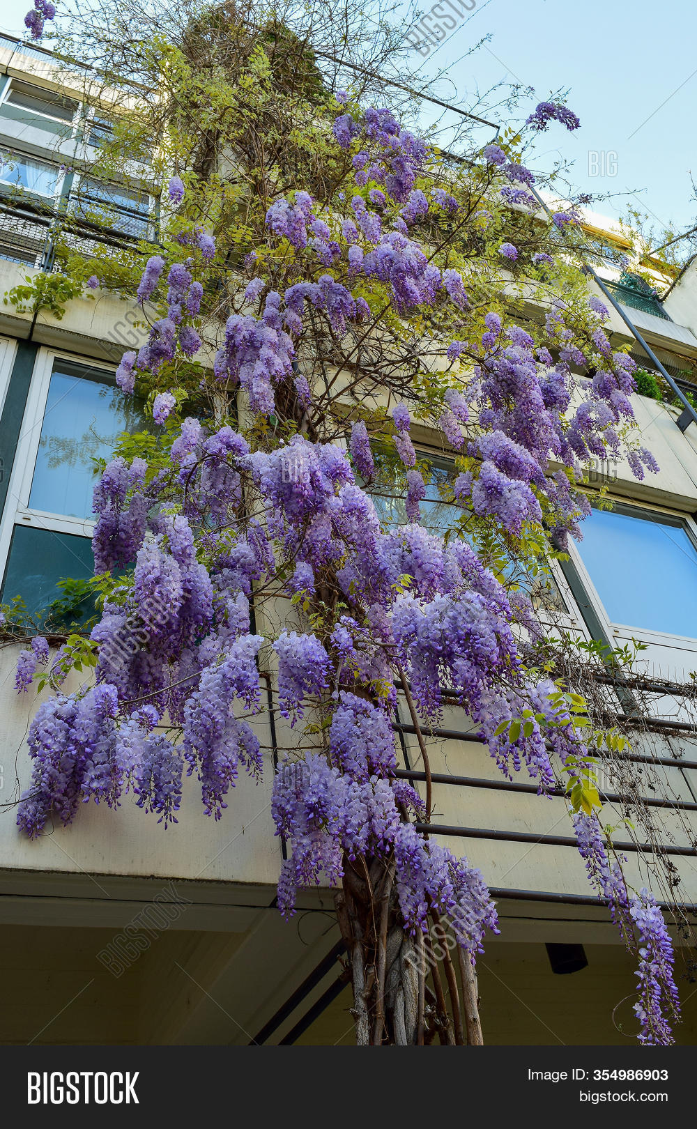 Climbing Plant Lilac Image & Photo (Free Trial) Bigstock