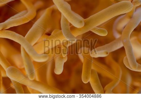 Cordyceps Militaris Is A Species Of Fungus In The Family Clavicipitaceae, And The Type Species Of Th