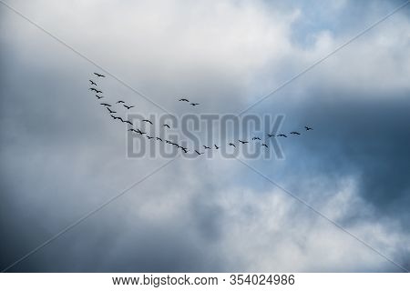 Flock Of Birds V Formation During Spring Migration