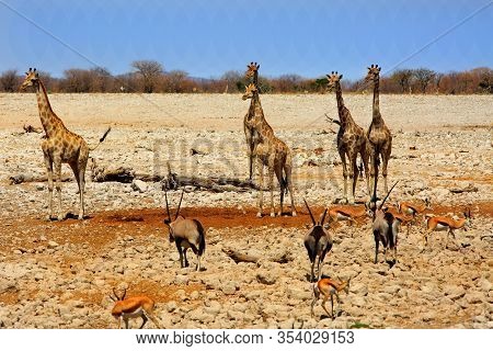 Large Herd Of Giraffes, Gemsbok Oryx And Sprinbok Standing On The Dry Rocky Terrain Of Etosha Nation