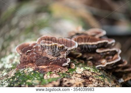 Brown Fungus Growth On Tree Bark Cleaver Woods Park Trinidad Close Up Tropical Forest