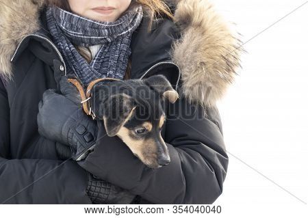 A Woman In Warm Clothes With A Scarf Around Her Neck Hugs The Puppy And Warms It Under Her Jacket.