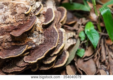 Brown Fungus Growth On Tree Bark Cleaver Woods Park Trinidad Close Up Tropical Forest
