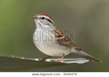 Schwirrammer (Spizella Passerina)