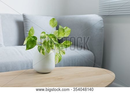 Epipremnum Aureum Plant On Wooden Table In Living Room
