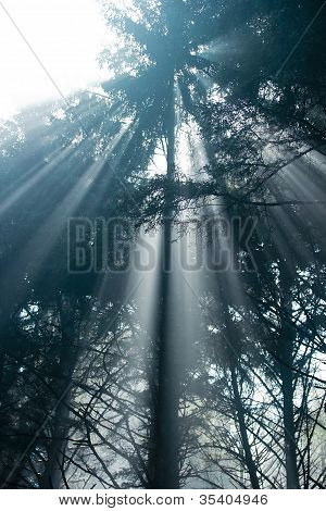 Forest zonlicht