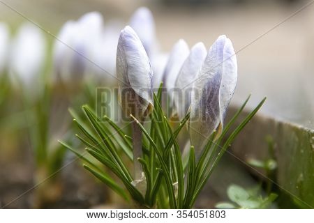 Crocus Blooms City Image Photo Free Trial Stock Crocus Blooms City Image Photo Free