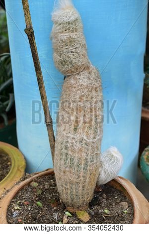 Espostoa Is A Genus Of Columnar Cacti, Comprising 16 Species Known From The Andes Of Southern Ecuado