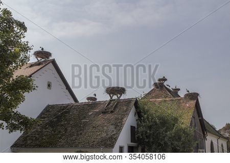 Storks At Affenberg Salem Where There Every Summer Are A Lot Of Storks.