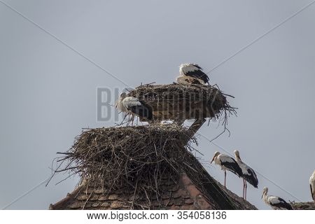 Storks At Affenberg Salem Where There Every Summer Are A Lot Of Storks.