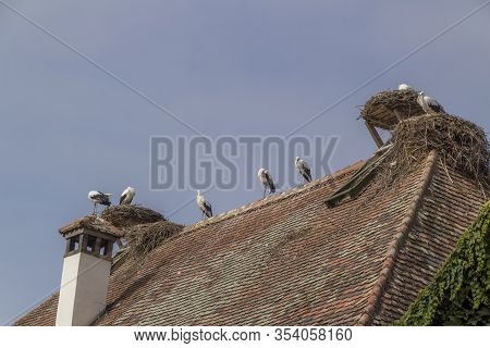 Storks At Affenberg Salem Where There Every Summer Are A Lot Of Storks.