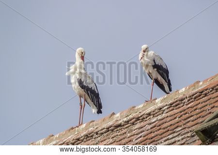 Storks At Affenberg Salem Where There Every Summer Are A Lot Of Storks.
