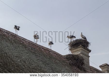 Storks At Affenberg Salem Where There Every Summer Are A Lot Of Storks.